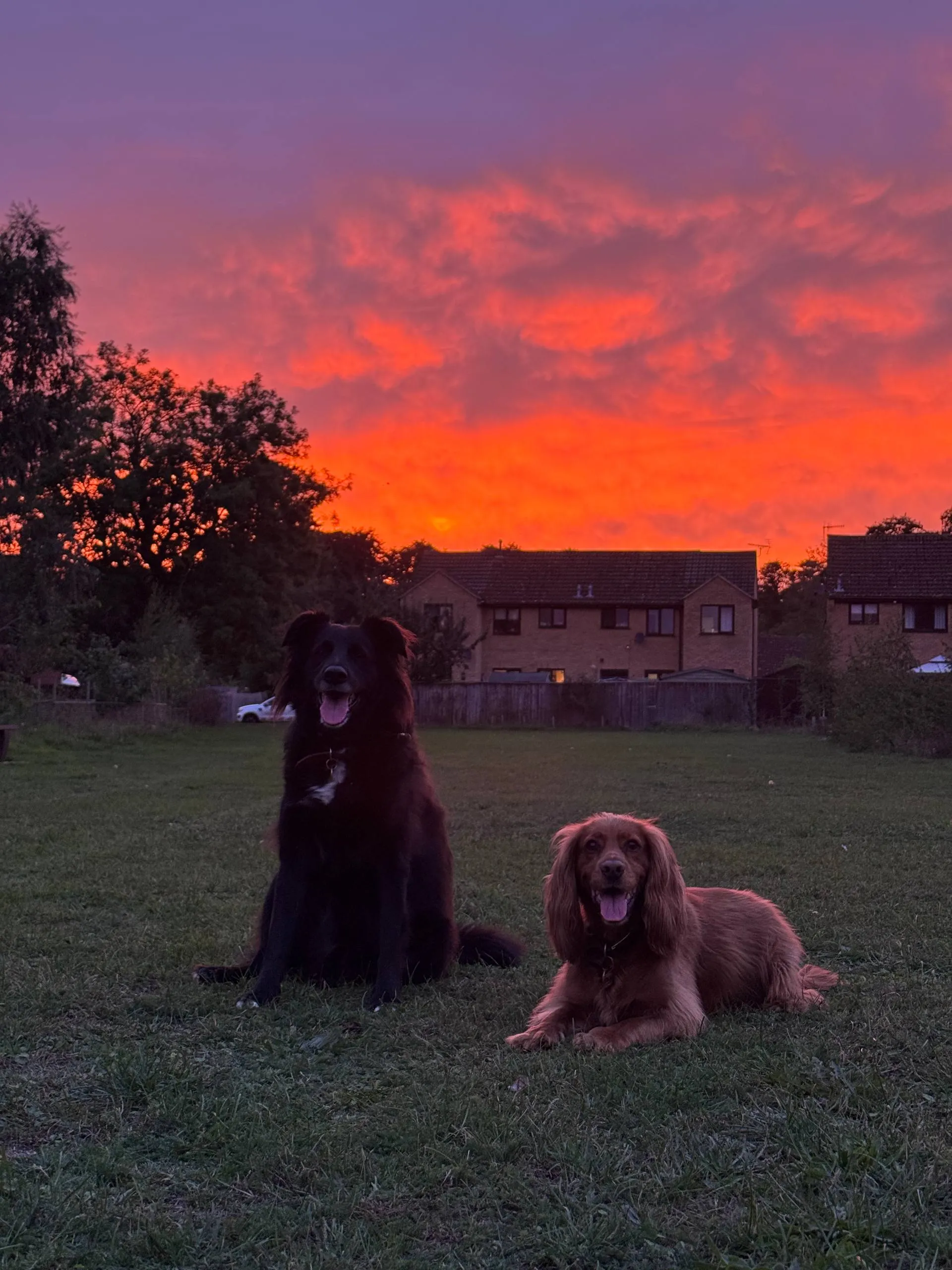 A black dog sitting and a golden spaniel lying on the grass of a park, both with tongues out, under a blazing orange and purple sunset sky with houses and trees behind